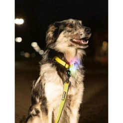 Beeztees Safety Gear Parinca Premium Hundeleine -Heimtierbedarf beeztees safety gear parinca premium hondenriem 215039 0500 none