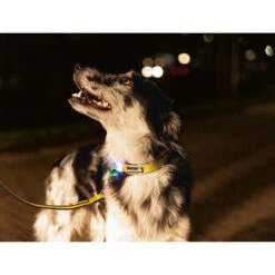 Beeztees Safety Gear Parinca Premium Hundeleine -Heimtierbedarf beeztees safety gear parinca premium hondenriem 215048 0500 none