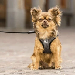 Curli Vest Harness Merino -Heimtierbedarf curli vest harness merino black 175270 0500 none