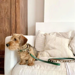 DWAM Hundeleine Ivy 6 DWAM Hundeleine Ivy -Heimtierbedarf dwam hondenriem ivy 180700 0500 none