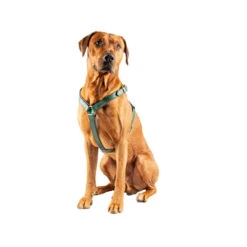 DWAM Hundegschirr Ivy 8 DWAM Hundegschirr Ivy -Heimtierbedarf dwam hondentuigje ivy 182746 0500 none