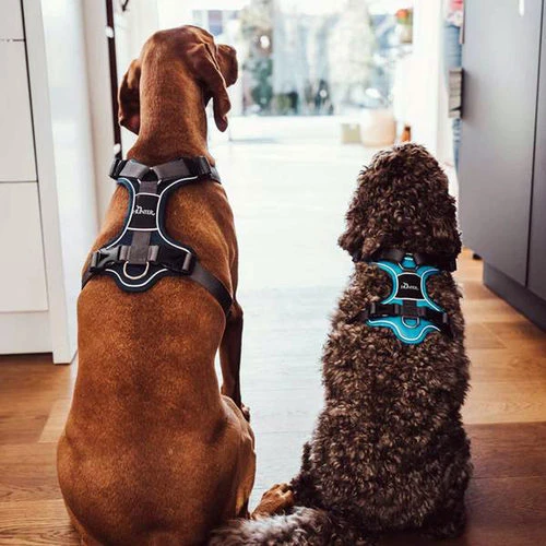 Hunter Geschirr Divo Dunkelblau/Grau 7 Hunter Geschirr Divo Dunkelblau/Grau – Bild 7