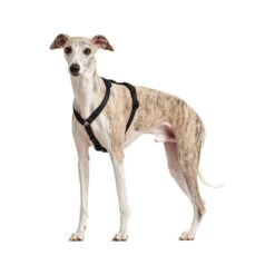 Hunter Vario Rapid Sicherheitsgeschirr - Schwarz -Heimtierbedarf hunter vario rapid veiligheidsharnas zwart 169507 0500 none