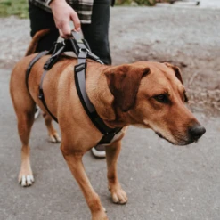 Hunter Sicherheitsgeschirr Maldon 23 Hunter Sicherheitsgeschirr Maldon -Heimtierbedarf hunter veiligheidsharnas maldon 221553 0500 none