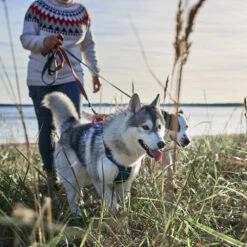 Hurtta - Geschirr Weekend Warrior Winter - Bilberry -Heimtierbedarf hurtta weekend warrior winter harnas bilberry 216605 0500 none