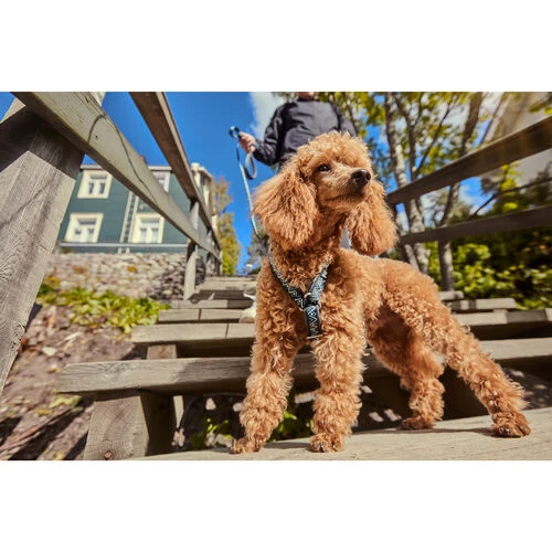 Hurtta Razzle Dazzle Y-Harness - Blackberry 2 Hurtta Razzle Dazzle Y-Harness - Blackberry – Bild 2