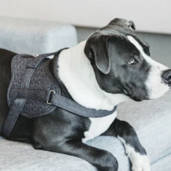 Kentucky Dogwear Hundegeschirr Body Safe Wool -Heimtierbedarf kentucky dogwear hondenharnas body safe wool 219215 0500 none