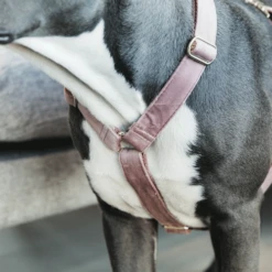 Kentucky Dogwear Hundegeschirr Velvet Loop -Heimtierbedarf kentucky dogwear hondenharnas velvet loop 219284 0500 none