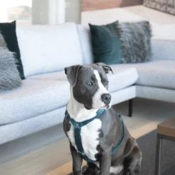 Kentucky Dogwear Hundegeschirr Velvet Loop -Heimtierbedarf kentucky dogwear hondenharnas velvet loop 219293 0500 none