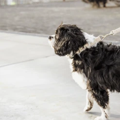 Kentucky Dogwear Hundeleine Wool -Heimtierbedarf kentucky dogwear hondenlijn wool 219683 0500 none