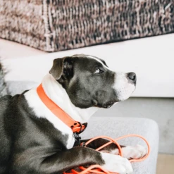 Kentucky Dogwear Schleppleine Soft Rubber 10 Kentucky Dogwear Schleppleine Soft Rubber -Heimtierbedarf kentucky dogwear sleeplijn soft rubber 219205 0500 none