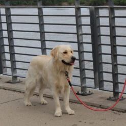 KONG Rope Leash - Schwarz 6 KONG Rope Leash - Schwarz -Heimtierbedarf kong rope leash 194549 0500 none