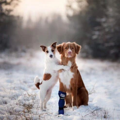 Medical Pet Shirt Boot 16 Medical Pet Shirt Boot -Heimtierbedarf medical pets boot 167509 0500 none