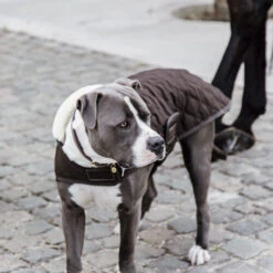 Kentucky Hundemantel Original 9 Kentucky Hundemantel Original -Heimtierbedarf prod 15745 218998 0500 none