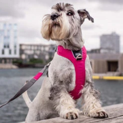 DOG Copenhagen Comfort Walk Pro Geschirr -Heimtierbedarf prod 15938 220300 0500 none