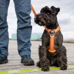 DOG Copenhagen Comfort Walk Air Geschirr 22 DOG Copenhagen Comfort Walk Air Geschirr -Heimtierbedarf prod 15939 220308 0500 none