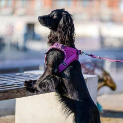 DOG Copenhagen Comfort Walk Go Geschirr 26 DOG Copenhagen Comfort Walk Go Geschirr -Heimtierbedarf prod 15940 220325 0500 none