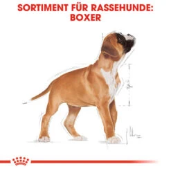 Royal Canin Boxer Puppy - Hundefutter 11 Royal Canin Boxer Puppy - Hundefutter -Heimtierbedarf royal canin boxer puppy hondenvoer 137491 0500 none