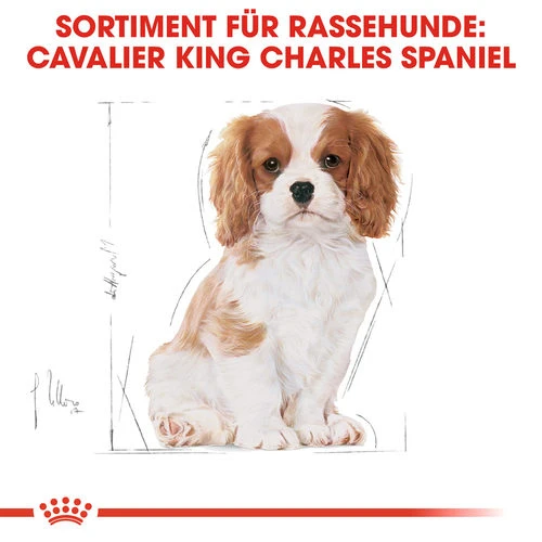 Royal Canin Cavalier King Charles Puppy - Hundefutter 5 Royal Canin Cavalier King Charles Puppy - Hundefutter – Bild 5