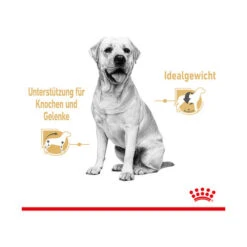 Royal Canin Labrador Retriever Adult Wet 11 Royal Canin Labrador Retriever Adult Wet -Heimtierbedarf royal canin labrador retriever adult wet 165787 0500 none