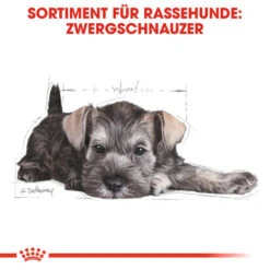 Royal Canin Mini Schnauzer Puppy - Hundefutter 9 Royal Canin Mini Schnauzer Puppy - Hundefutter -Heimtierbedarf royal canin mini schnauzer puppy hondenvoer 140182 0500 none