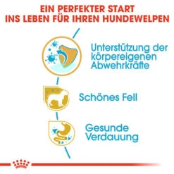 Royal Canin Poodle Puppy - Hundefutter -Heimtierbedarf royal canin poodle puppy hondenvoer 139744 0500 none