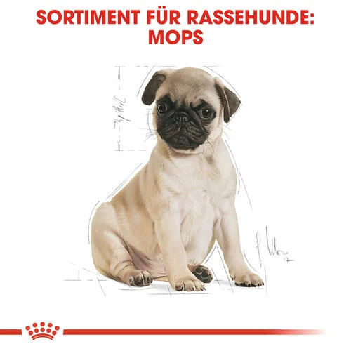 Royal Canin Pug Puppy - Hundefutter 4 Royal Canin Pug Puppy - Hundefutter – Bild 4