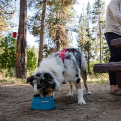 Ruffwear Bivy Bowl -Heimtierbedarf ruffwear bivy bowl 204698 0500 none