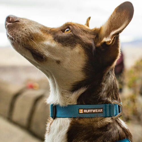 Ruffwear Hi & Light Halsband 4 Ruffwear Hi & Light Halsband – Bild 4
