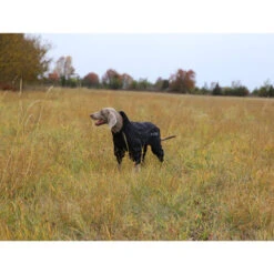 RukkaPets Protect Overall 7 RukkaPets Protect Overall -Heimtierbedarf rukkapets protect overall zwart 216401 0500 none