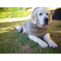 Siccaro WetDog SupremePro -Heimtierbedarf siccaro wetdog supremepro 20 216998 0500 none