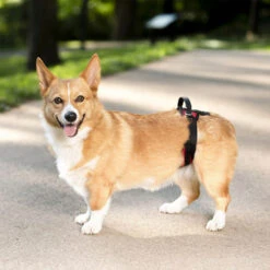 PetSafe Carelift - Tragesystem / Tragegeschirr Für Hunde -Heimtierbedarf solvit carelift draagsysteem voor de hond 163711 0500 none