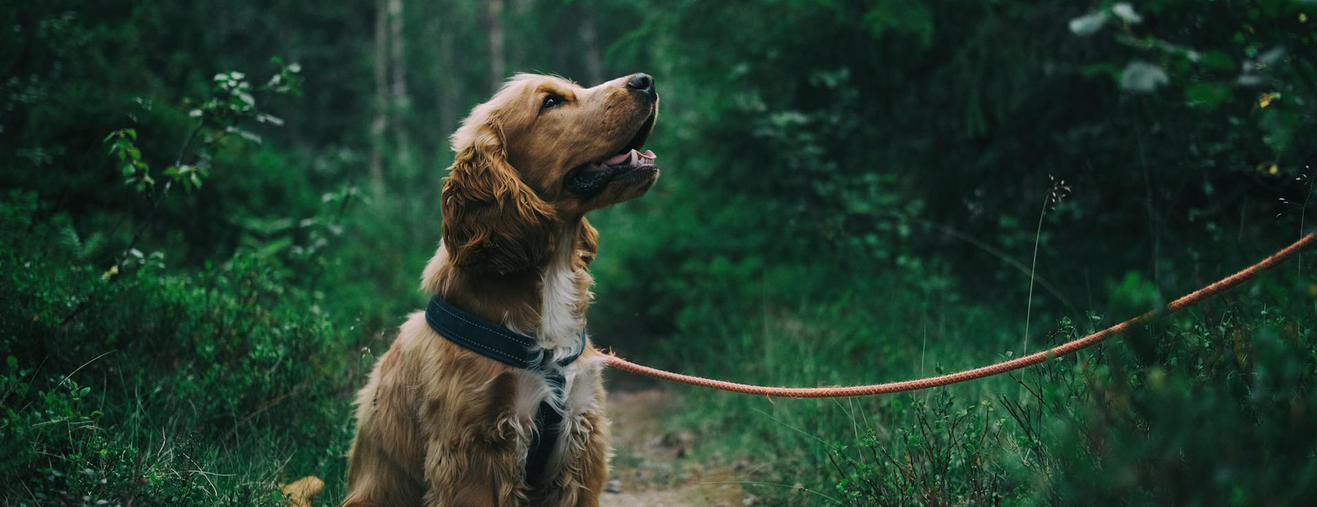 Titelseite 2 Titelseite -Heimtierbedarf banner 1