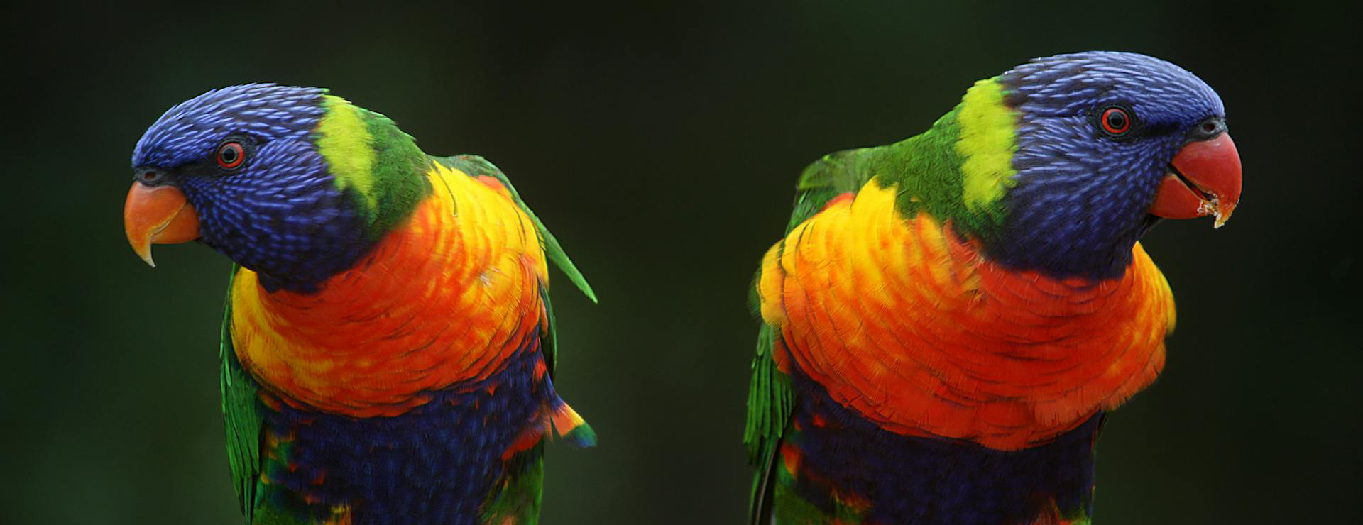 Titelseite 6 Titelseite -Heimtierbedarf banner 2