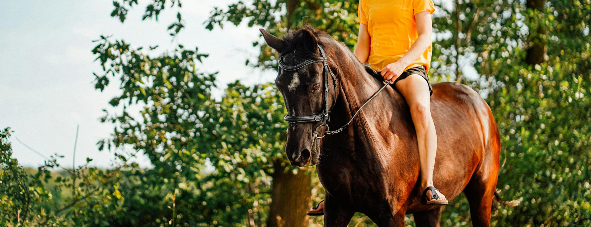 Titelseite 4 Titelseite -Heimtierbedarf banner 3